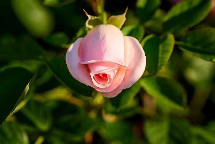 Delicate Pink Rosebud