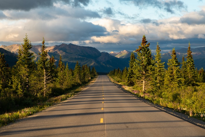 Scenic Mountain Road Lined with Pine Trees
