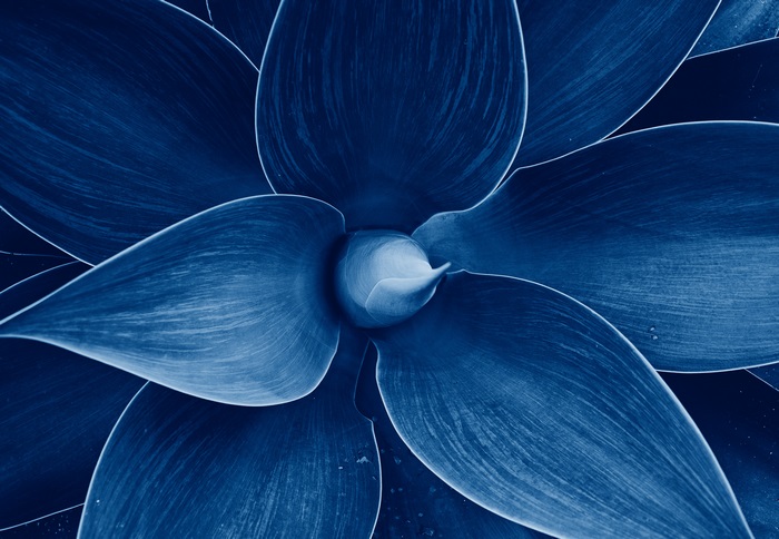 Deep Blue Agave Plant Macro
