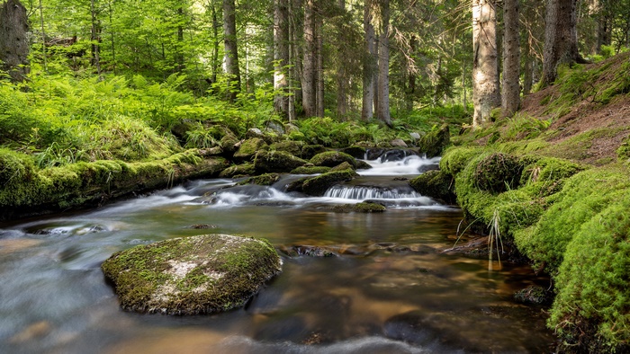 Mossy Forest Stream with Flowing Water