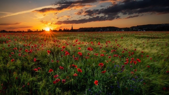 Poppy Field Sunset