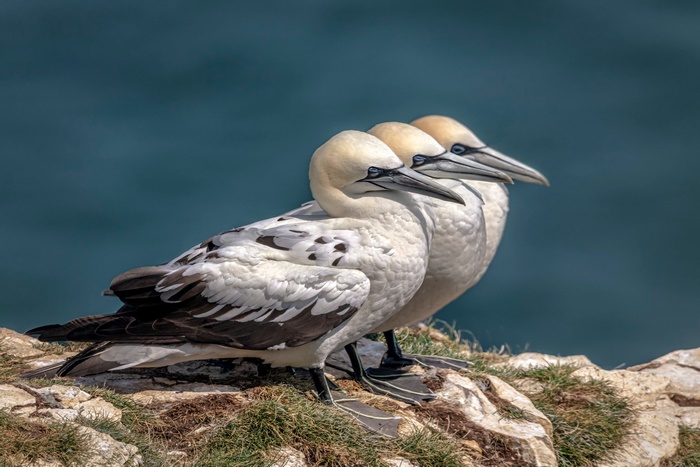 Northern Gannets perched on a cliff overlooking the ocean