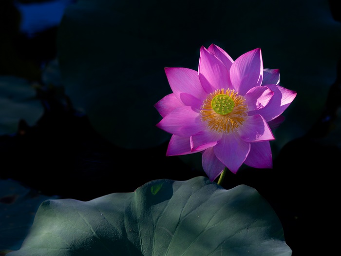 Pink Lotus Flower in Sunlight 4K