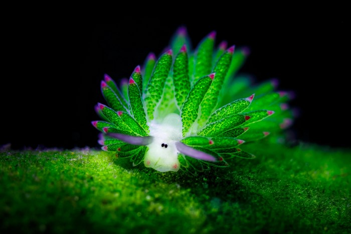 Sea Slug Nudibranch in Vibrant Green 4K