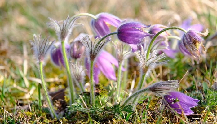Purple Anemone flowers in a field