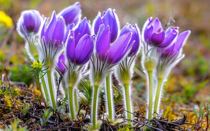 Beautiful Fuzzy Purple Anemone Flowers