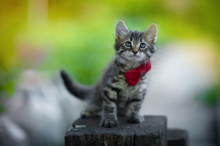Cute Kitten with Red Bow Tie