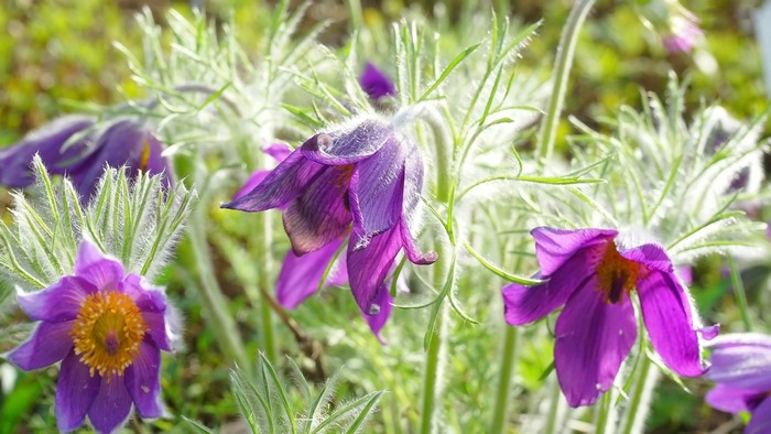 Fuzzy Purple Anemone Flowers