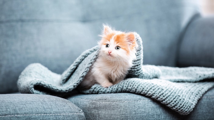Cute kitten peeking from under a blanket