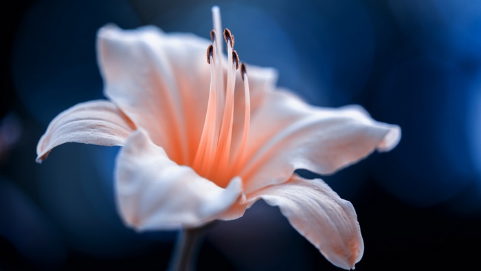 Peach Lily Flower Macro on Dark Blue