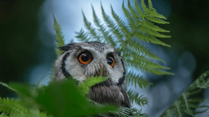 Owl with bright orange eyes peeking through green ferns