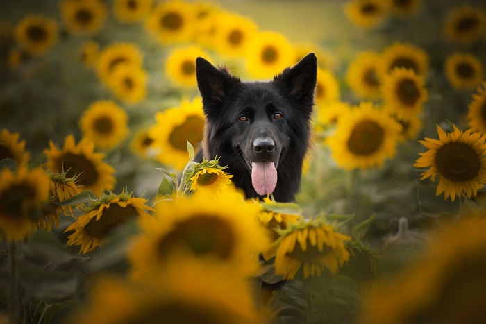 Happy Black German Shepherd Dog in Sunflower Field