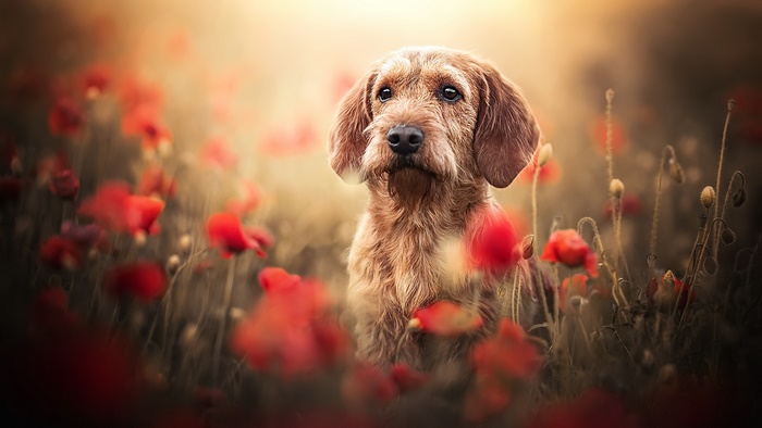 Cute dog surrounded by red poppies