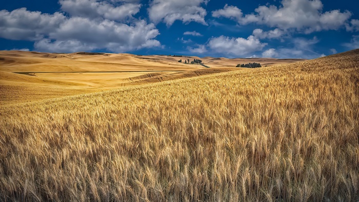 Golden Wheat Field Landscape in Summer
