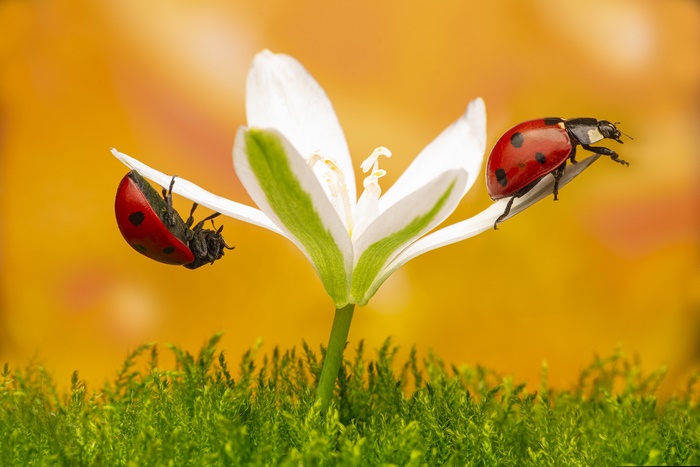 Macro shot of two ladybugs on a white flower