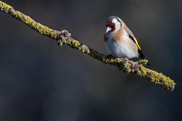 Goldfinch perched on a mossy branch