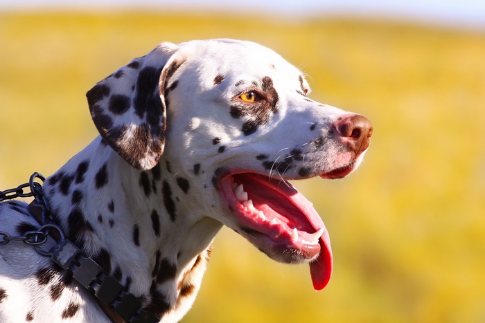 Brown spotted Dalmatian dog panting outdoors