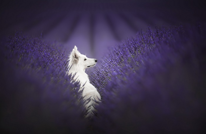 White German Shepherd in Lavender Field