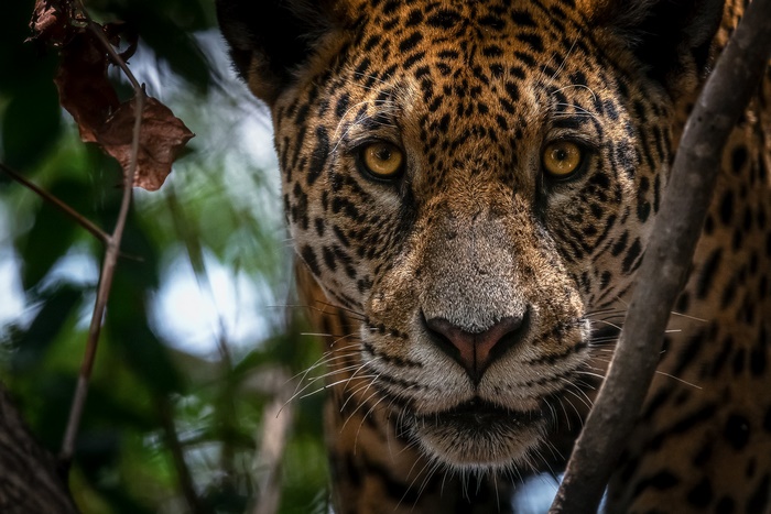 Jaguar's Intense Gaze in the Wild