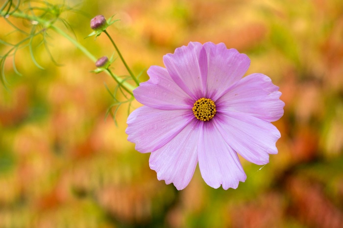 Vibrant Purple Cosmos Flower with Buds