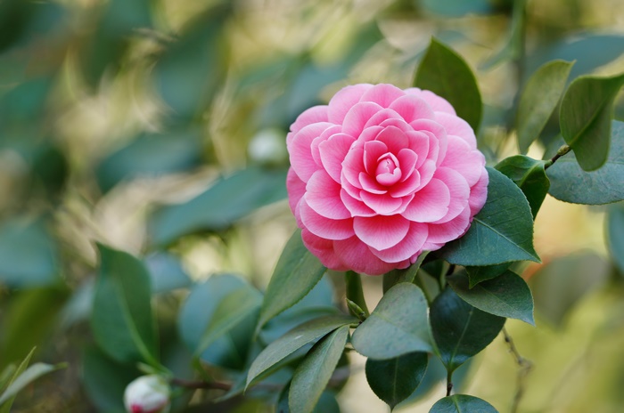 Vibrant Pink Camellia Flower