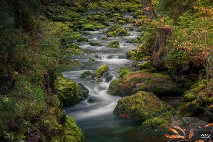 Mossy River Flowing Through a Lush Green Forest