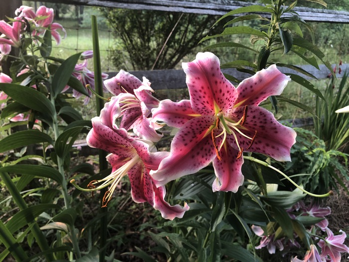 Stunning Pink Lilies with Dark Spots in Nature