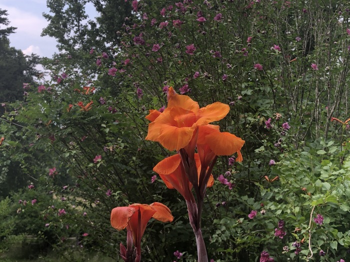 Orange Lilies in a Vibrant Garden