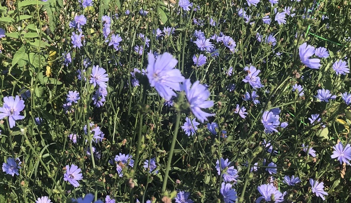 Vibrant blue Chicory blooms in nature