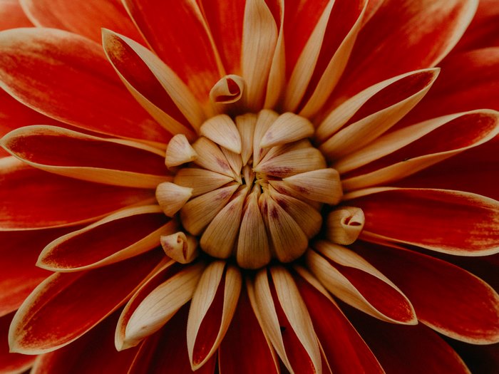 Vibrant red and cream Dahlia flower macro