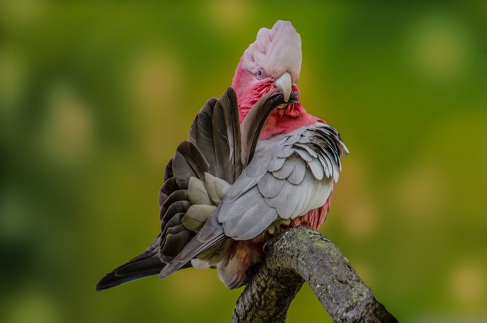 Galah bird preening on a branch