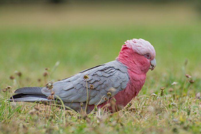 Galah bird foraging in green grass