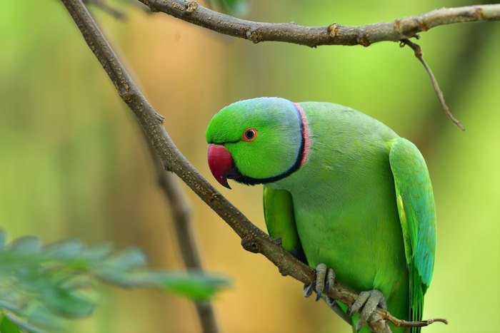 Close-up of a green Rose-ringed Parakeet on a branch