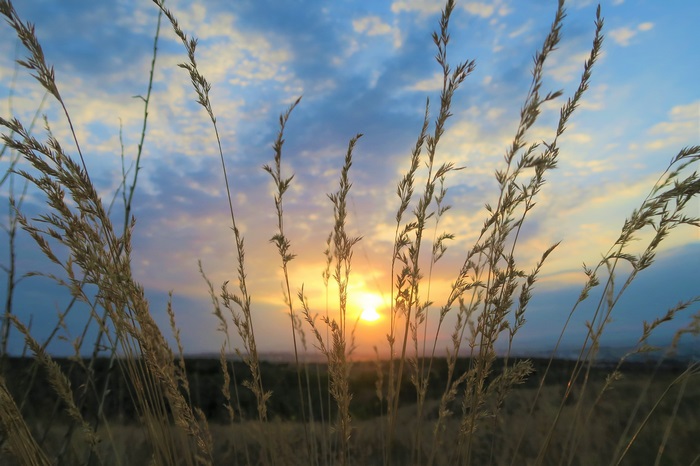 Sunset Glow through Wild Grass