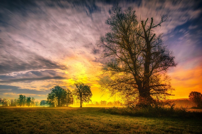 Vibrant Sunset Sky with Bare Tree in Nature