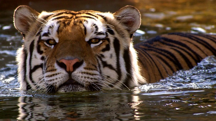 Tiger, a big cat, swimming in water