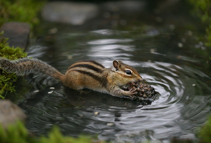 Chipmunk eating a pinecone in water