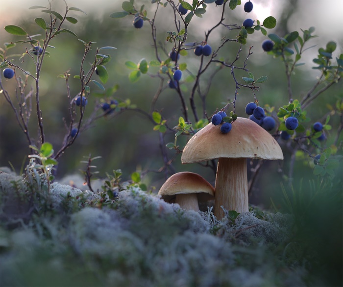 Forest Mushrooms and Blueberries