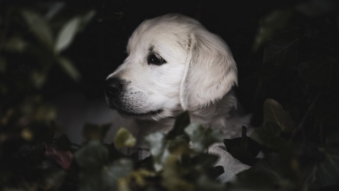 Golden Retriever Puppy peeking through dark leaves