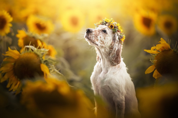Dog with Sunflower Wreath in Sunflower Field