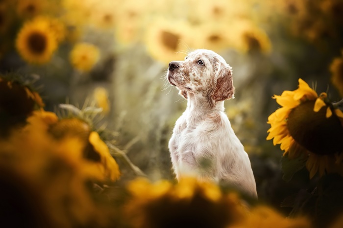 Cute dog among golden sunflowers