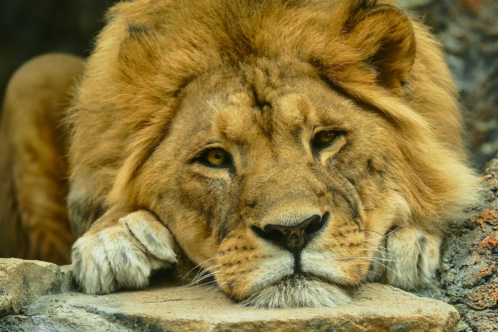 Majestic Lion Big Cat Resting Close-up