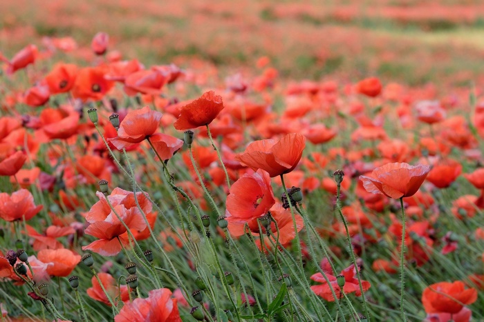 Vibrant Red Poppies Field