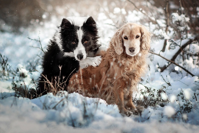 Border Collie and Spaniel in Snow