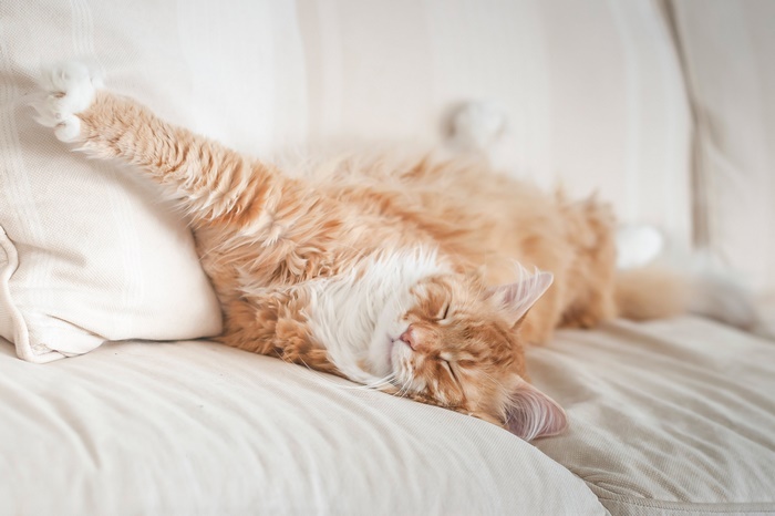 Sleeping Orange Maine Coon Cat Stretching on Couch