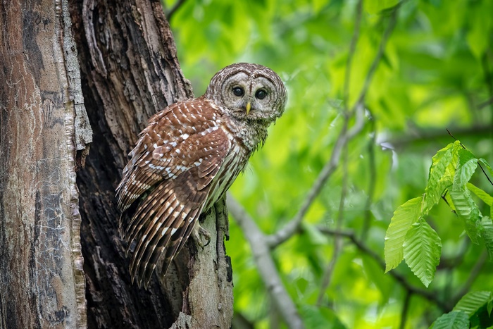 Majestic Owl Perched on Tree