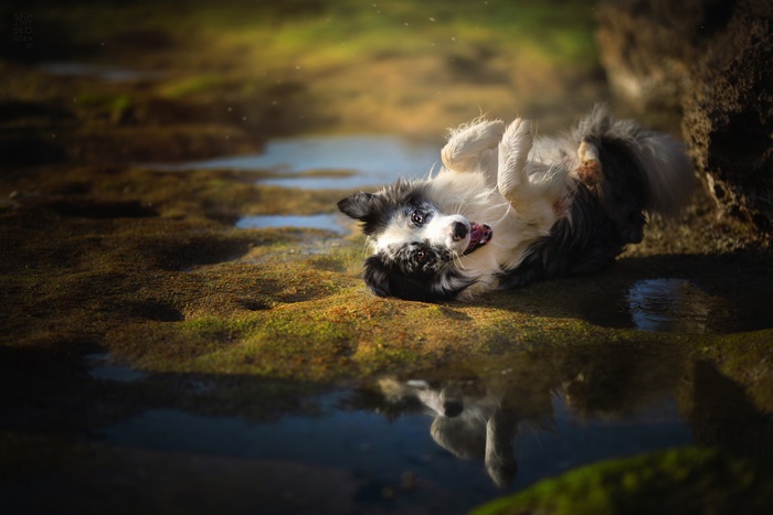 Happy Border Collie dog with reflection in puddle