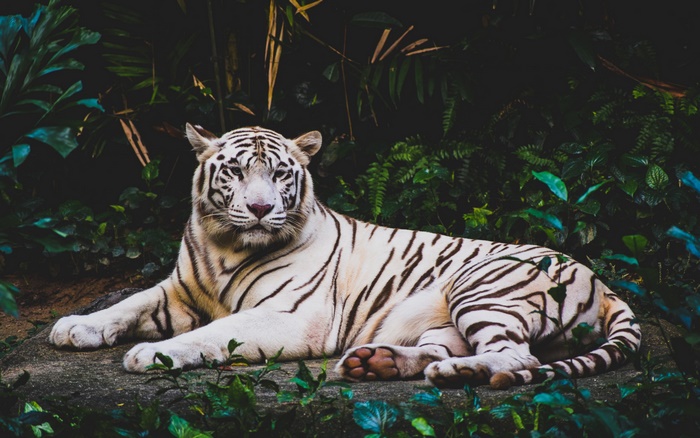 Majestic White Tiger Resting in the Jungle