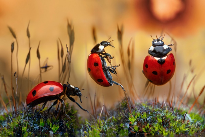 Close-Up of Vibrant Ladybugs in Nature