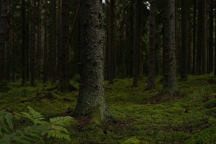 Dark Forest with Lush Green Moss